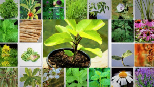 ঔষধি গাছ চাষে গ্রামীণ অর্থনীতিতে নতুন সম্ভাবনা
