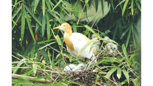 গাছ কাটায় অস্তিত্ব সংকটে কৃষকবন্ধু গো-বক