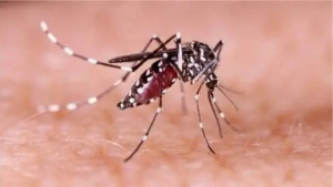 ডেঙ্গুতে আরও ২ মৃত্যু, হাসপাতালে ১২৩২