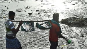 ৮ অক্টোবর থেকে ২২ দিন দেশে ইলিশ আহরণ নিষিদ্ধ