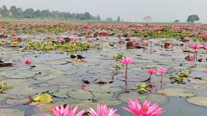 বেড়জাল-সূক্ষ্ম জালে হুমকিতে বড়বিলের জলজ জীবন