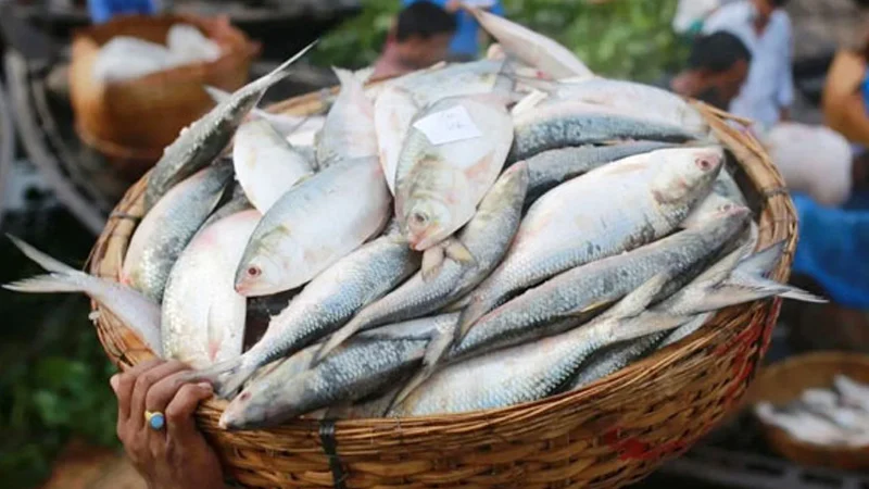 ভারত থেকে ইলিশ আমদানি বন্ধ