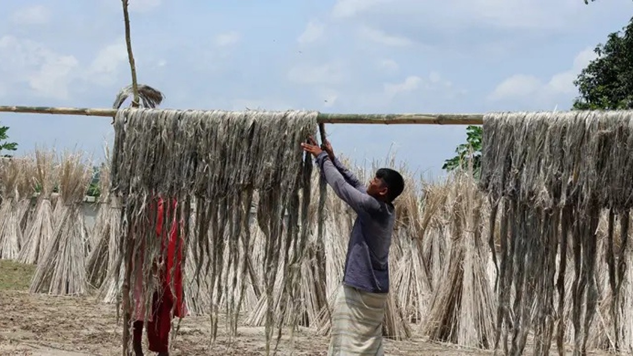 পাটের দাম ভালো হওয়ায় কৃষকের মুখে হাসি