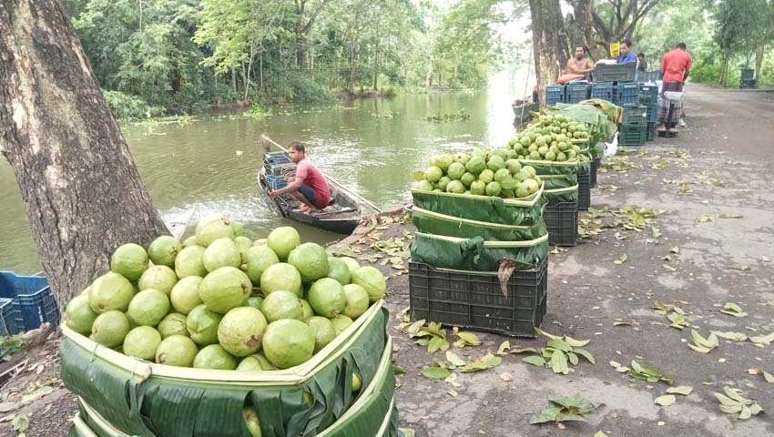 পেয়ারায় আগ্রহ হারাচ্ছেন ঝালকাঠির চাষিরা